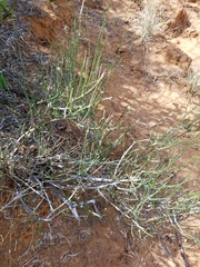 Ephedra antisyphilitica
