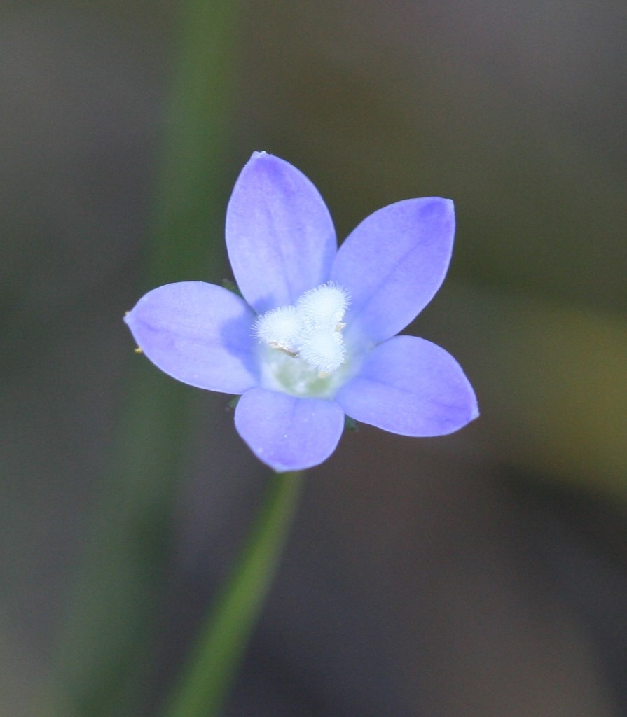 Annual Bluebell
