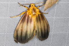 Eulithosia plesioglauca