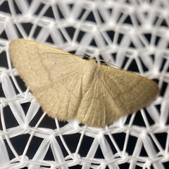 Idaea uniformis