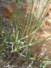Ephedra antisyphilitica