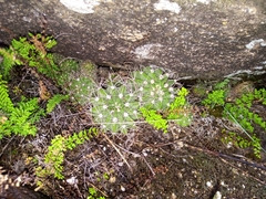 Acanthocalycium spiniflorum