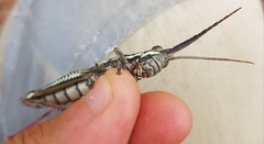 Macrolobalia ocellata