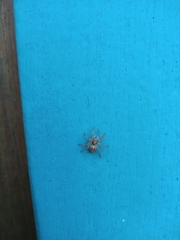 Saitis variegatus