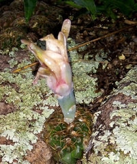 Gymnocalycium capillaense