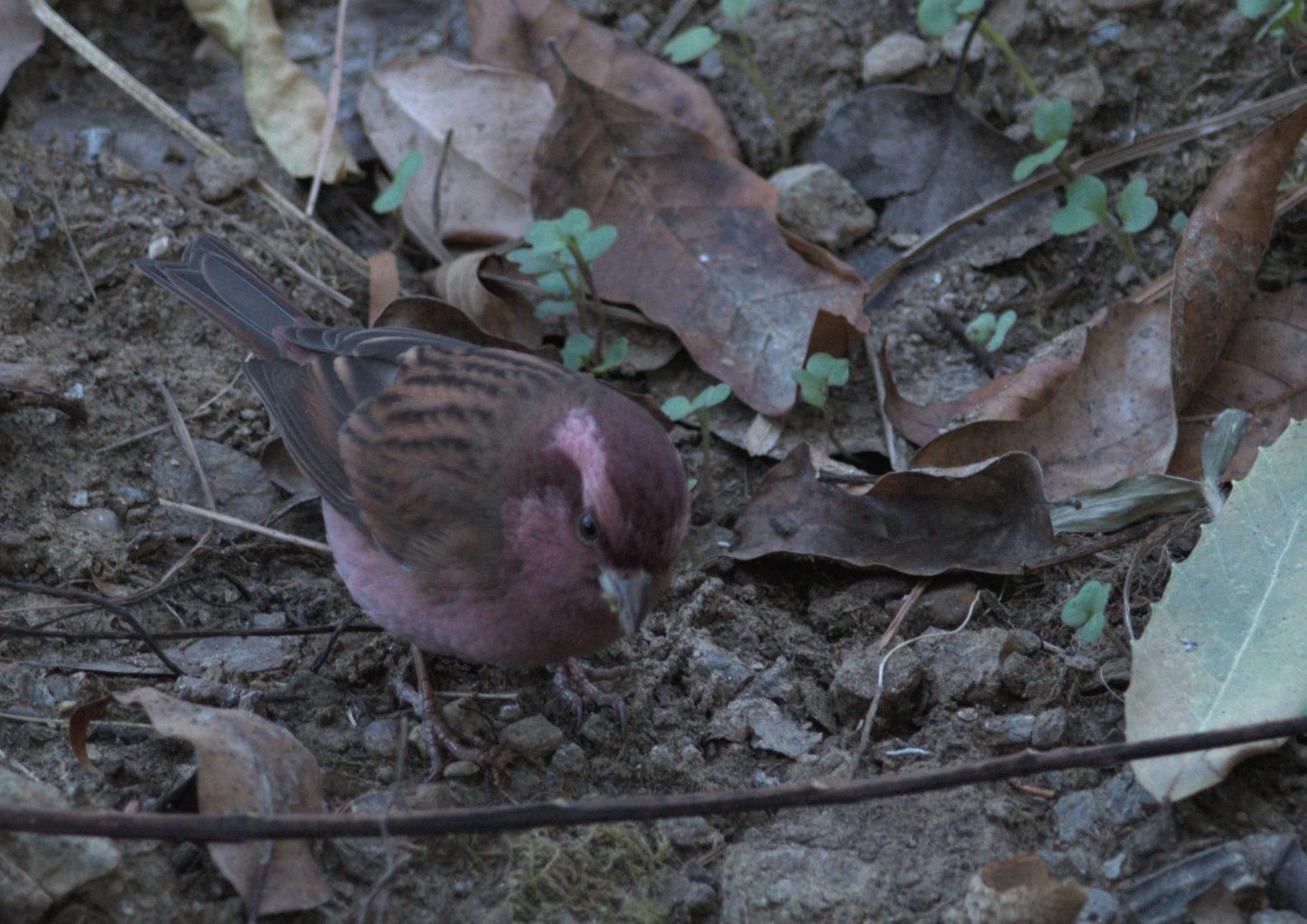 Pink-browed Rosefinch