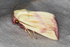 Thurberiphaga diffusa