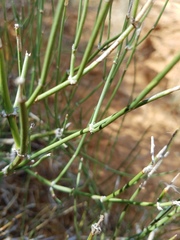 Ephedra antisyphilitica
