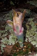 Gymnocalycium capillaense