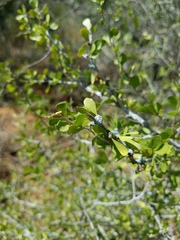 Schaefferia cuneifolia