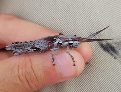 Macrolobalia ocellata