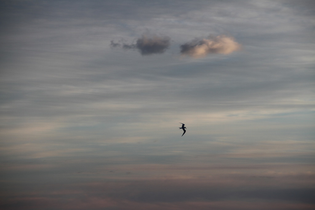 Sandwich tern