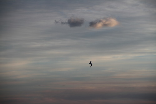 Sandwich tern
