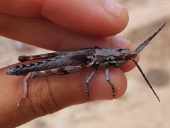 Macrolobalia ocellata