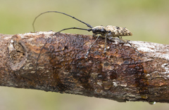 Epepeotes vestigialis