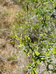 Schaefferia cuneifolia