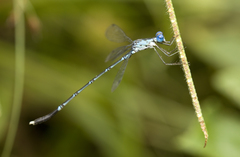Lestes praevius