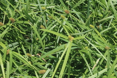 Cyperus ruwenzoriensis