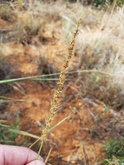 Setaria macrostachya