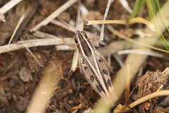 Dichroplus pratensis