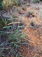 Setaria macrostachya