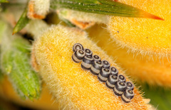 Piezodorus lituratus