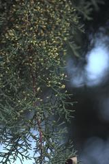 Cupressus torulosa
