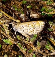 Zabuella tenellus