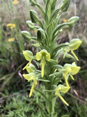 Habenaria epipactidea