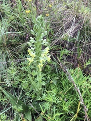 Habenaria epipactidea