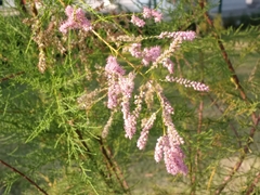 Tamarix ramosissima