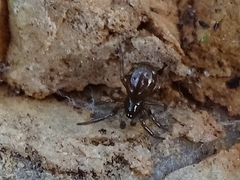 Theridiidae