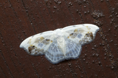 Leucoblepsis renifera