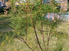Tamarix ramosissima