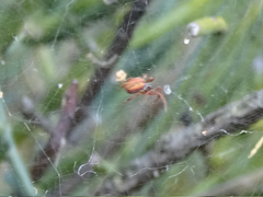 Cyrtophora citricola