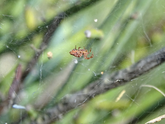 Cyrtophora citricola