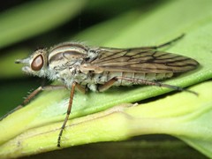 Anabarhynchus planifrons