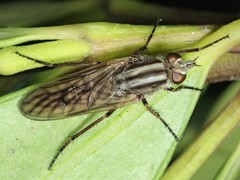 Anabarhynchus planifrons