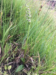 Disperis cardiophora