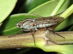 Anabarhynchus planifrons