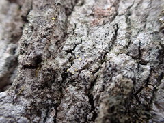 Athallia pyracea