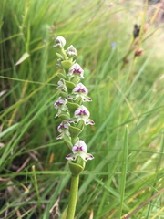 Disperis cardiophora