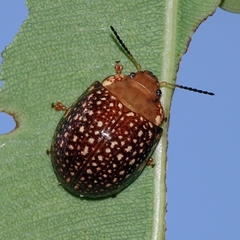 Paropsis ornata