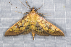 Mimorista subcostalis