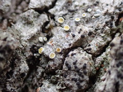 Athallia pyracea