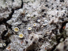 Athallia pyracea