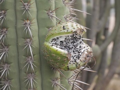 Trichocereus chiloensis chiloensis