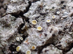 Athallia pyracea