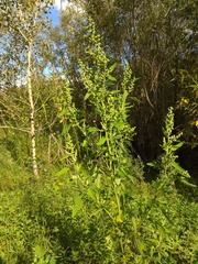 Chenopodium ficifolium