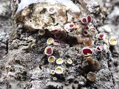 Athallia pyracea